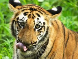 20211002180042 Tiger licking face in Sundarban